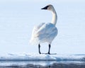 Tundra Swan Royalty Free Stock Photo