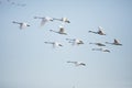 Tundra Swan migration Pungo Unit Pocosin Lakes NWR