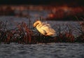 Tundra Swan preening in fall morning light Royalty Free Stock Photo