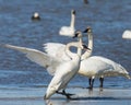 Tundra Swan skidding to a stop on the ice