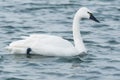 Tundra Swan - Cygnus columbianus