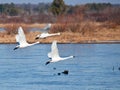 Tundra Swan Trio Royalty Free Stock Photo