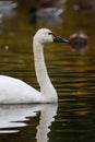 White Tundra Swan