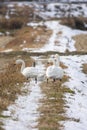 Tundra swan in the winter rice field