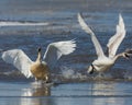 Bossy Tundra Swans on the ice