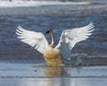 Tundra Swan on the ice