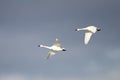 Tundra Swans Migrating in Spring Royalty Free Stock Photo