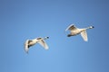 Tundra Swans Migrating in Spring Royalty Free Stock Photo