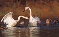 Tundra swans fight over territory