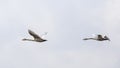 Tundra Swans in Flight