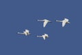 Tundra Swans in Flight Royalty Free Stock Photo