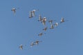 Tundra Swans Fly in Formation Royalty Free Stock Photo