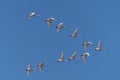 Tundra Swans Fly in Formation Royalty Free Stock Photo