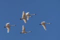 Tundra Swans Fly in Formation Royalty Free Stock Photo