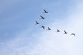 Tundra Swans flying in a clear blue winter sky.