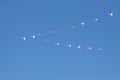 Tundra Swans Flying in Formation