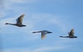 Tundra swans flying over Sugaonuma Swamp Royalty Free Stock Photo