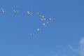 Tundra swans flying overhead