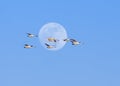 Tundra Swans and Full Moon