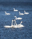 Tundra Swans cygnus columbines talking to each other Royalty Free Stock Photo
