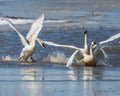 Tundra Swans leaping onto the ice