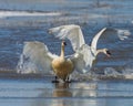 Two Tundra Swans leaping onto the ice