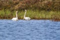 Tundra Swans