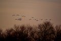 Tundra Swans - San Luis NWR, Los Banos