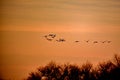 Tundra Swans - San Luis NWR, Los Banos