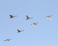 Tundra swans at twilight