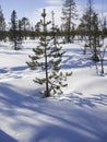 Tundra tree in Lapland surrounded by virgin snow