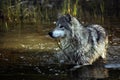 Tundra Wolf Royalty Free Stock Photo