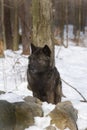 Tundra Wolf