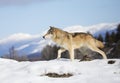 A Tundra Wolf Canis lupus albus walking in the winter snow with the mountains in the background Royalty Free Stock Photo