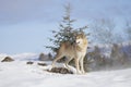 A Tundra Wolf Canis lupus albus walking in the winter snow with the mountains in the background Royalty Free Stock Photo