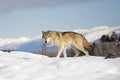 A Tundra Wolf Canis lupus albus walking in the winter snow with the mountains in the background in Montana Royalty Free Stock Photo