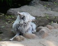 Tundra wolf in the Moscow zoo. Royalty Free Stock Photo