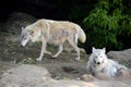 Tundra wolf in the Moscow zoo. Royalty Free Stock Photo