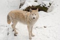 Tundra wolf on the snow Royalty Free Stock Photo