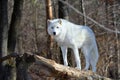 Tundra Wolf in the Wild Royalty Free Stock Photo