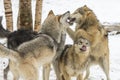 Tundra Wolves Royalty Free Stock Photo