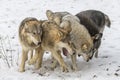 Tundra Wolves Royalty Free Stock Photo
