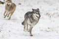 Tundra Wolves Royalty Free Stock Photo