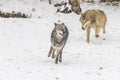 Tundra Wolves Royalty Free Stock Photo