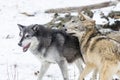 Tundra Wolves Royalty Free Stock Photo