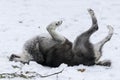 Tundra Wolves Royalty Free Stock Photo