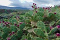 Tunera de tuno Indio, a very typical cactus of the Canary Islands