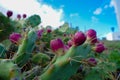 Tunera de tuno Indio, a very typical cactus of the Canary Islands