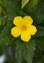 Tunera ulmifolia bloom Royalty Free Stock Photo