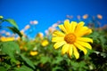 Tung Bua Tong,this flower call Mexican sunflower at Doi Mae U-kho, Single flower sunflower on sky to Doi Mae U-kho, Mae Hong Son Royalty Free Stock Photo